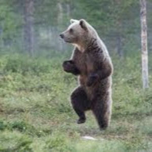 Meet your Posher, Penguinplayz